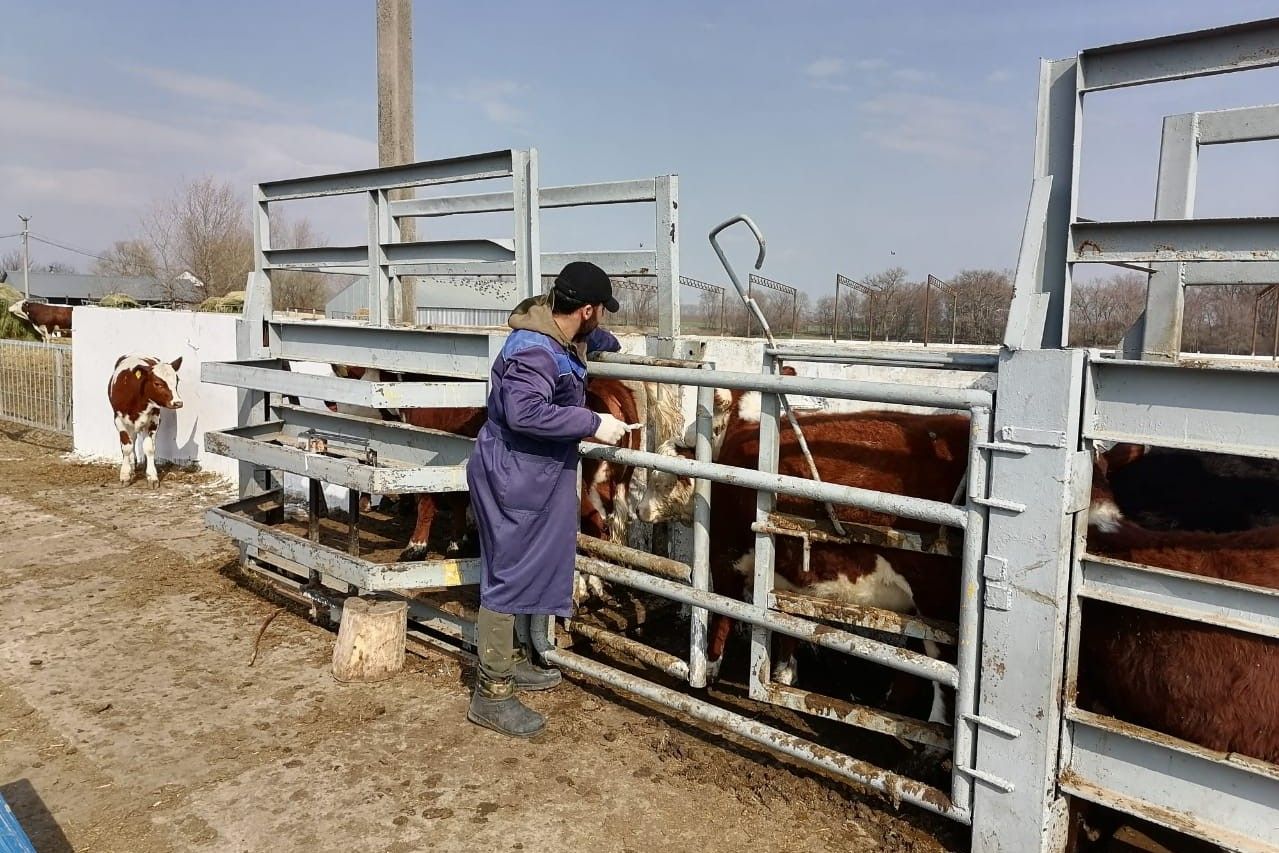 В Ростовской области начались массовые ветеринарные обработки сельхозживотных и птицы