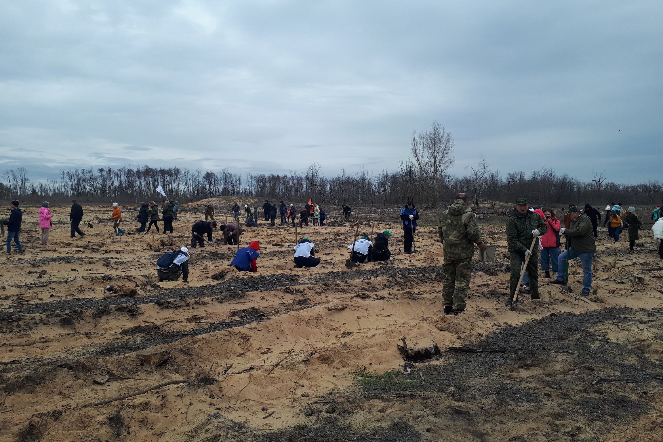 В Усть-Донецком районе высажено более 4 тысяч саженцев крымской сосны
