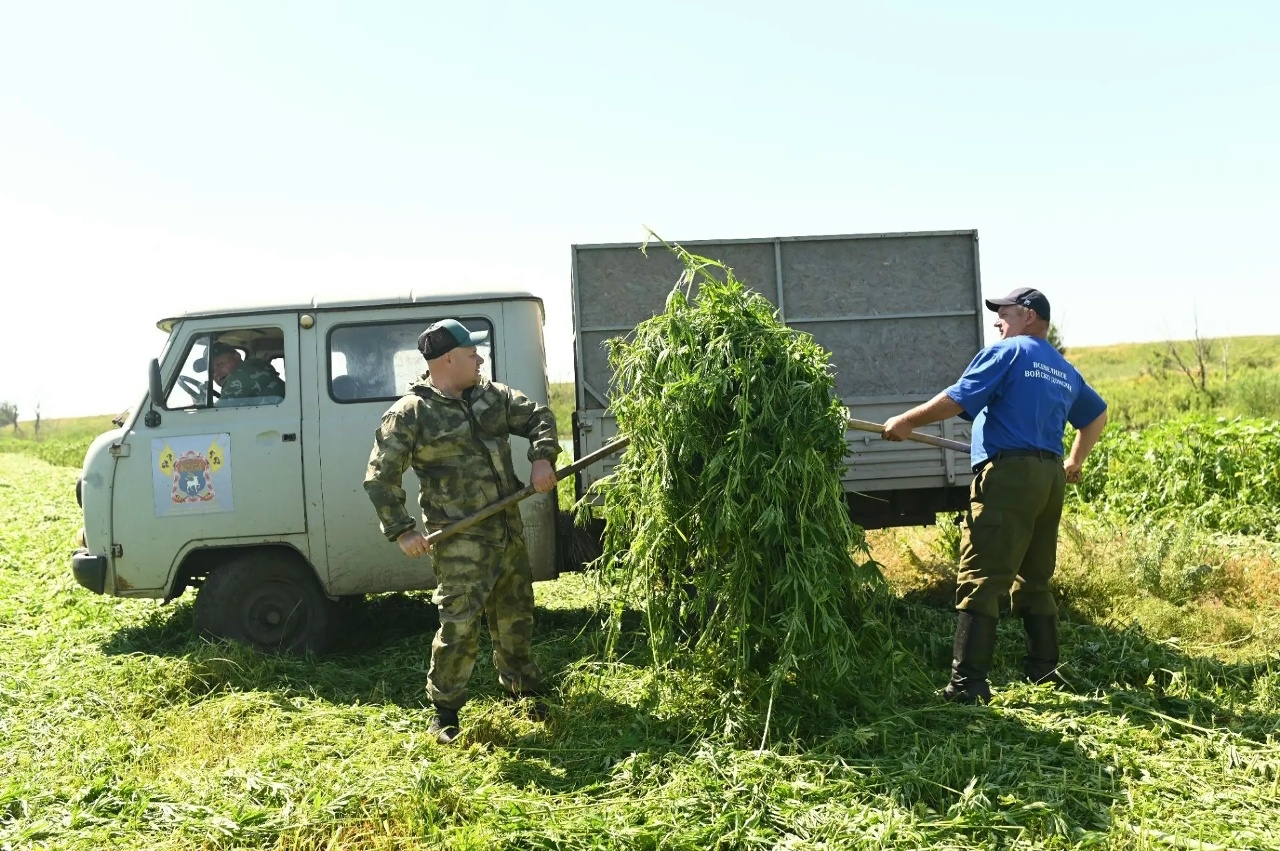 Подведены итоги первого этапа единого дня борьбы с дикорастущей коноплей