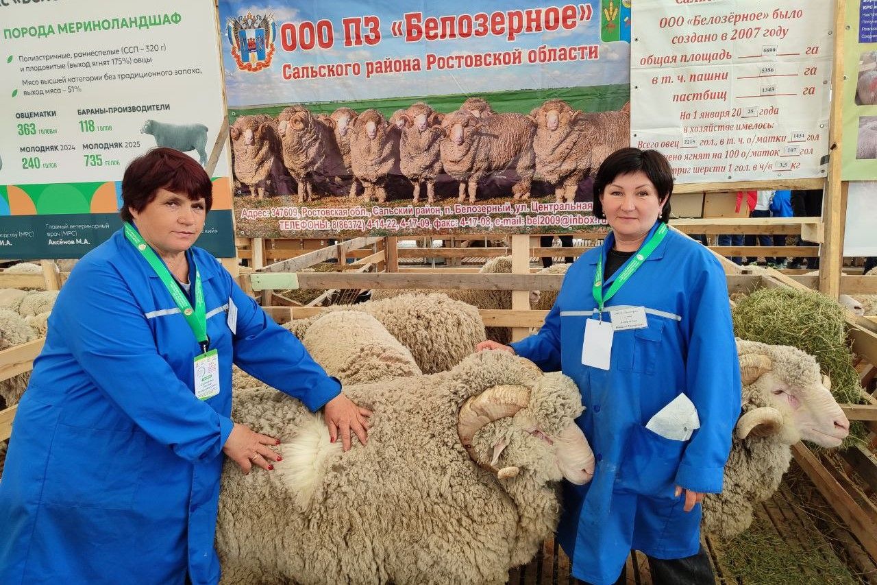 Донские овцеводы завоевали девять медалей на Российской выставке племенных овец и коз