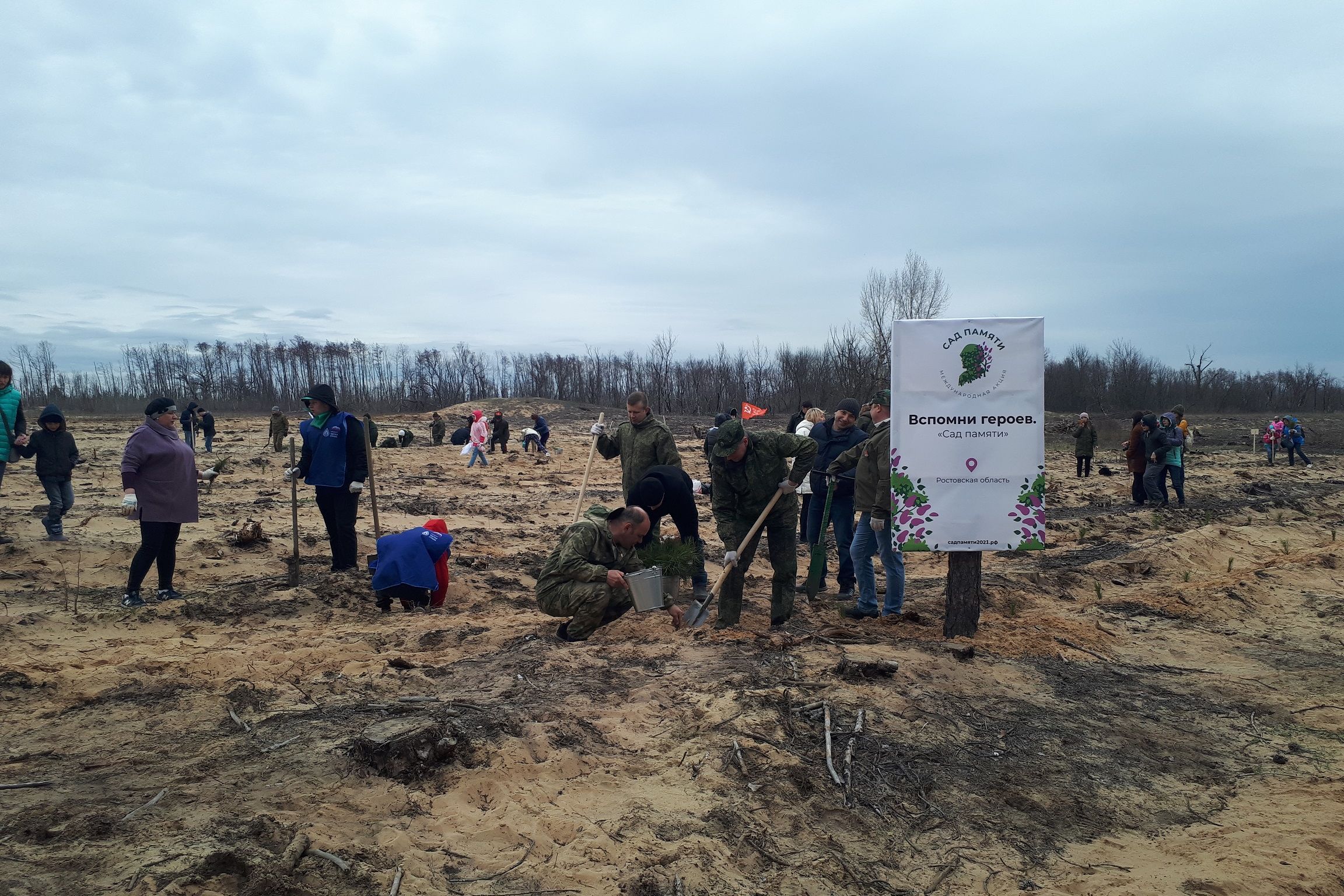 В Усть-Донецком районе высажено более 4 тысяч саженцев крымской сосны