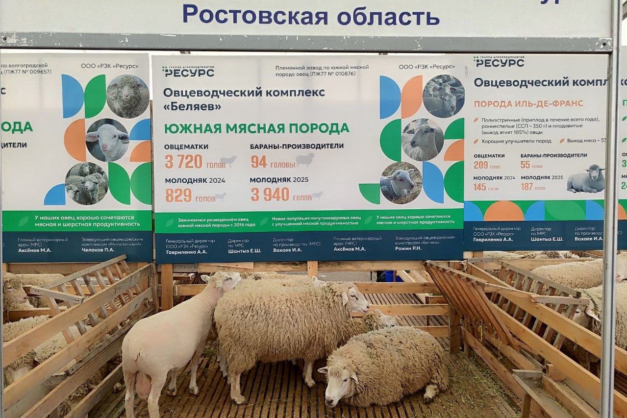 Донские овцеводы завоевали девять медалей на Российской выставке племенных овец и коз